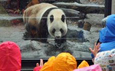 中国に行って、パンダのそばで仕事がしたい！【１０時のグッとストーリー】