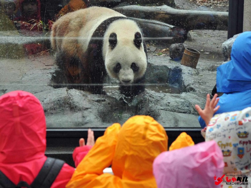 「上野パンダ公開中止へ」　発情兆候が認められ、いつもより多く歩き回るパンダのシンシン（メス）＝上野動物園