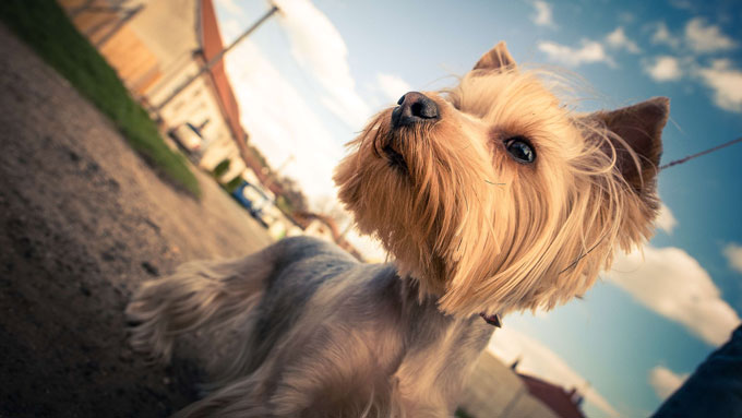 犬のチカラってすごい 80歳女性に生きる気力を与えた保護犬バロン わん ダフルストーリー ニッポン放送 News Online