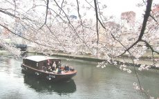 【門前仲町】船の上から楽しめる満開の桜