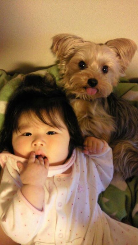 夫婦 愛犬の家庭に赤ちゃんがやってきた そのとき愛犬は わん ダフルストーリー ニッポン放送 News Online