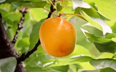 日本の杏の産地は・・・？あの果物と同じ！【鈴木杏樹のいってらっしゃい】