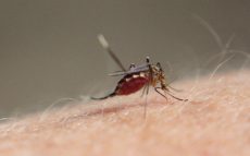 「ジカ熱」対策の決め手は蚊の遺伝子操作？！　【ひでたけのやじうま好奇心】