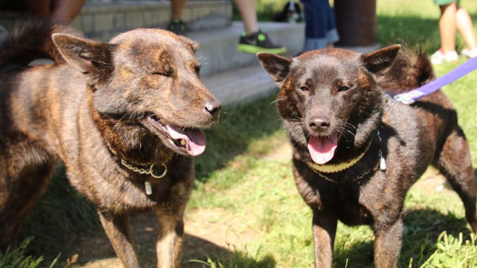 自宅での出産 図鑑モデルも経験 甲斐犬の母娘ディアナ マイアが結ぶ家族の絆 わん ダフルストーリー ニッポン放送 News Online