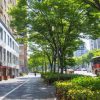 街路樹が突然倒れる！？その原因は？　【ひでたけのやじうま好奇心】
