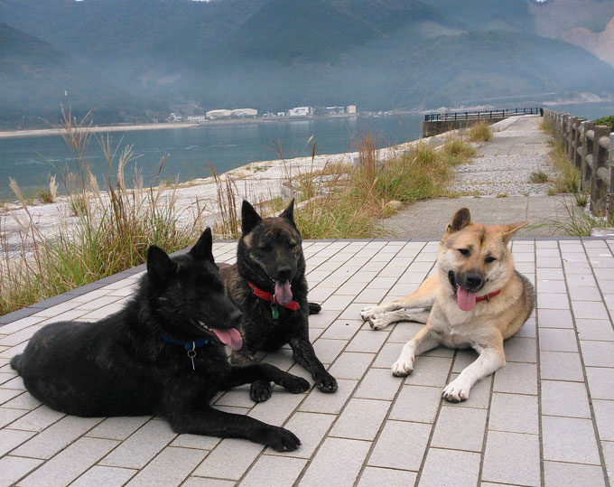 「犬は私の守り神」。紀州犬＋甲斐犬2頭に守られる幸せな日々　【わん！ダフルストーリー】