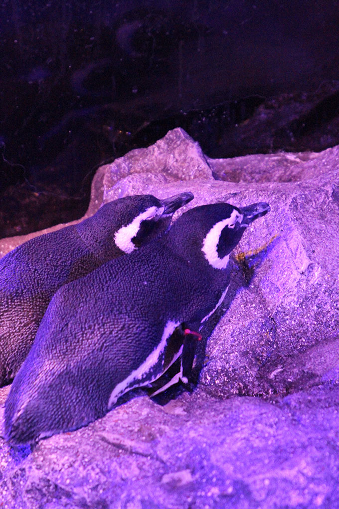 すみだ水族館,ペンギンワッチ
