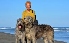 60歳女性と究極の大型犬『アイリッシュ・ウルフハウンド』の暮らしとは　【わん！ダフルストーリー】