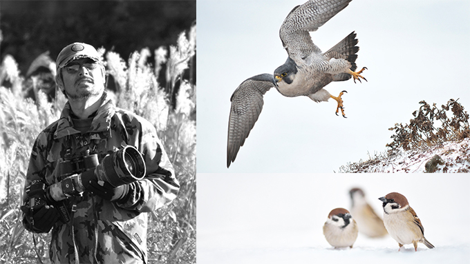 絵画　ハヤブサ　大きな作品 ハヤブサ [38643803]のイラスト素材 - アフロ