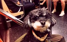 「ミスカラー」と呼ばれた愛犬ラティと私の11年。熊本から東京、そしてアメリカへ…【わん！ダフルストーリー】