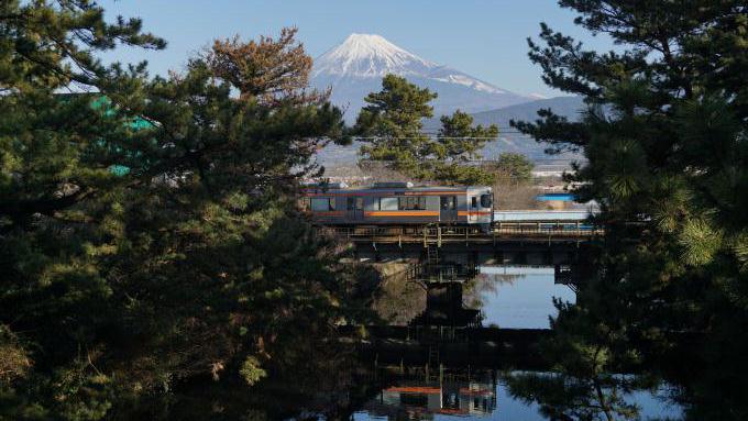 松並木と313系電車、東海道本線・東田子の浦～吉原間