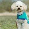 捨てられたトイプードルを警察犬に育てた男性「あけの語りびと」(朗読公開)