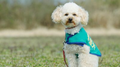 捨てられたトイプードルを警察犬に育てた男性「あけの語りびと」(朗読公開)
