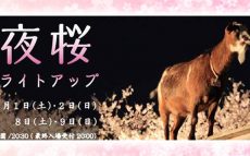 いよいよこの季節がやってきました･･･幻想的な「夜桜ライトアップ」【ハロー千葉】