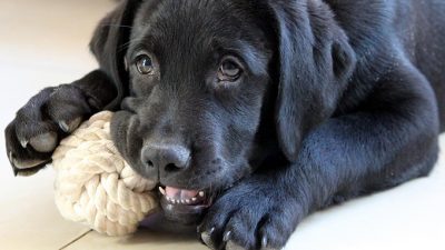 愛犬の自立心を養うための留守番＆ひとり時間のススメ【ペットと一緒に vol.20】