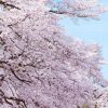 “さくら博士”に訊く！桜にまつわる日本とイギリスの心温まる話とは？【ひでたけのやじうま好奇心】