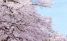 “さくら博士”に訊く！桜にまつわる日本とイギリスの心温まる話とは？【ひでたけのやじうま好奇心】