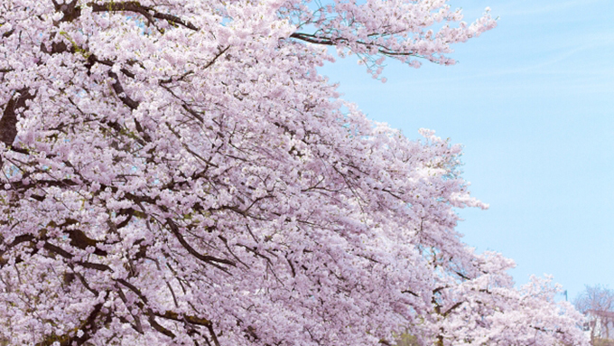 さくら博士”に訊く！桜にまつわる日本とイギリスの心温まる話とは