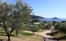 地中海と気候が似ている小豆島はオリーブ栽培に適しています【鈴木杏樹のいってらっしゃい】