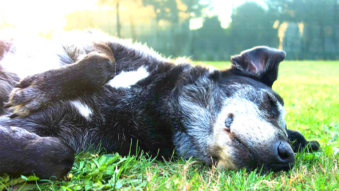 春こそ危険な犬の熱中症 なぜ 予防するには ペットと一緒に Vol 22 ニッポン放送 News Online