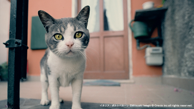【昭和平成レトロや猫好きに♪】かわいいネコちゃんの小物入れ♡ 昭和レトロな猫の置物の魅力