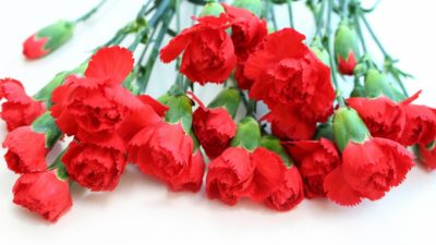 ご存知ですか？カーネーションの語源【鈴木杏樹のいってらっしゃい】