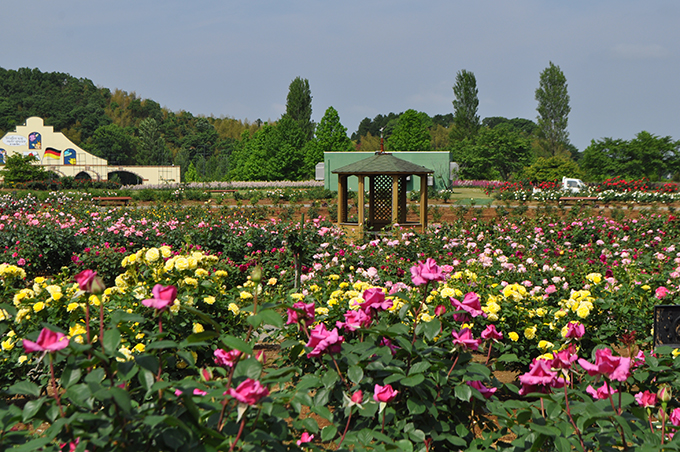 0品種5 000株ものバラがローズガーデンに咲き誇ります ハロー千葉 ニッポン放送 News Online