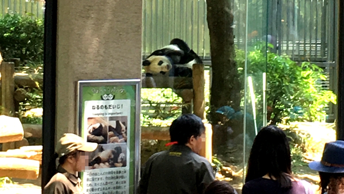 【新人記者(仮)あいばゆうな取材記】上野動物園でかわいいパンダ名刺に緊張しながら胸キュン！