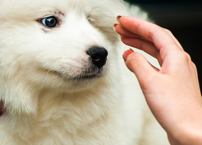 愛犬をほめることは撫でることではありません ペットと一緒に Vol 35 ニッポン放送 News Online