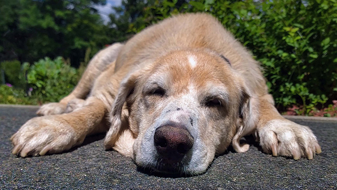 病院に急ぐべき前庭疾患 老犬が急に首を傾げてフラフラに ペットと一緒に Vol 32 ニッポン放送 News Online