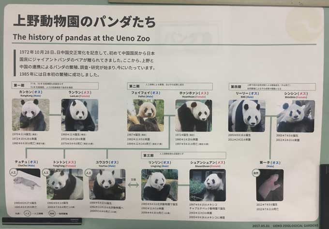 パンダの相関図　写真・ニッポン放送新人記者(仮)あいばゆうな