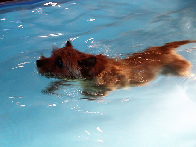 泳げない犬もいる 愛犬との水遊びを楽しむ秘訣とは ペットと一緒に Vol 40 ニッポン放送 News Online