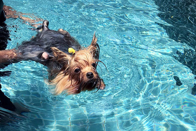 泳げない犬もいる！愛犬との水遊びを楽しむ秘訣とは？【ペットと一緒に vol.40】