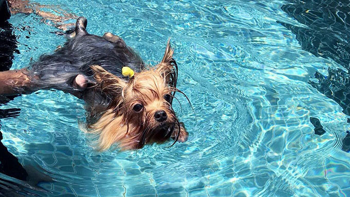 泳げない犬もいる 愛犬との水遊びを楽しむ秘訣とは ペットと一緒に Vol 40 ニッポン放送 News Online