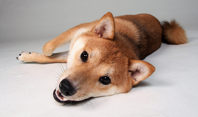 性格的に飼いにくい犬種はいる 犬種の特質を知ろう ニッポン放送 News Online