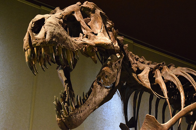 絶滅 恐竜 第2回 恐竜絶滅の原因は本当に隕石なのか