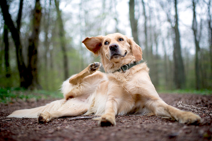 犬 耳 掃除