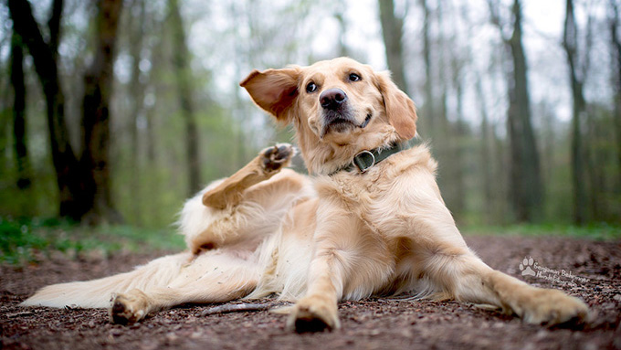 耳そうじ不要論を考える 愛犬の耳の健康を保つには ニッポン放送 News Online