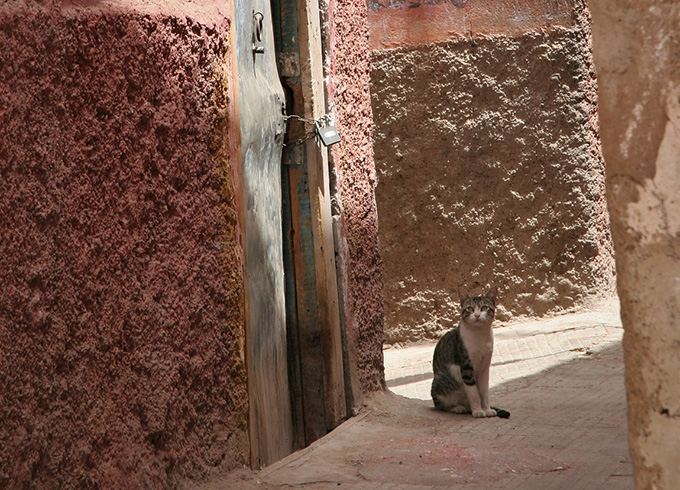 モロッコ 猫