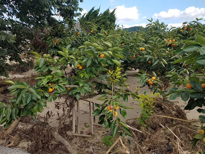 九州北部豪雨の被災地は今～まだまだ苦しい富有柿