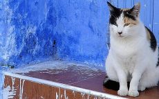 モロッコは猫の楽園！フォトジェニックな猫たちとの出会いにワクワク