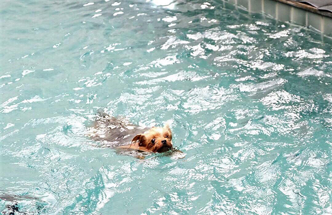 犬 水泳