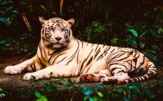 中国サファリパークで虎に襲われ男性死亡～原因は不正入場だった！