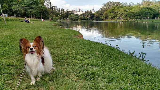 Ibirapuera 公園 ドッグラン 散歩コース 犬