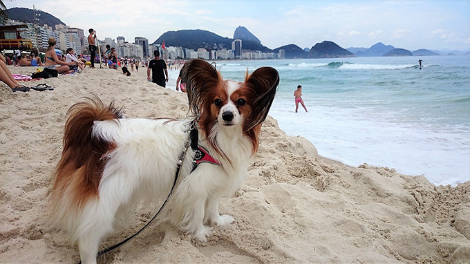ブラジル 犬連れ 旅行