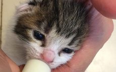 子猫のミルクボランティアに奮闘！ママ獣医師の育猫エピソード