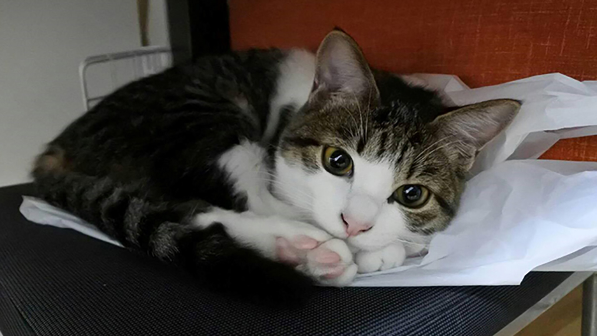 初めて迎えた保護猫が 家族の会話と笑顔を増やしてくれた ニッポン放送 News Online