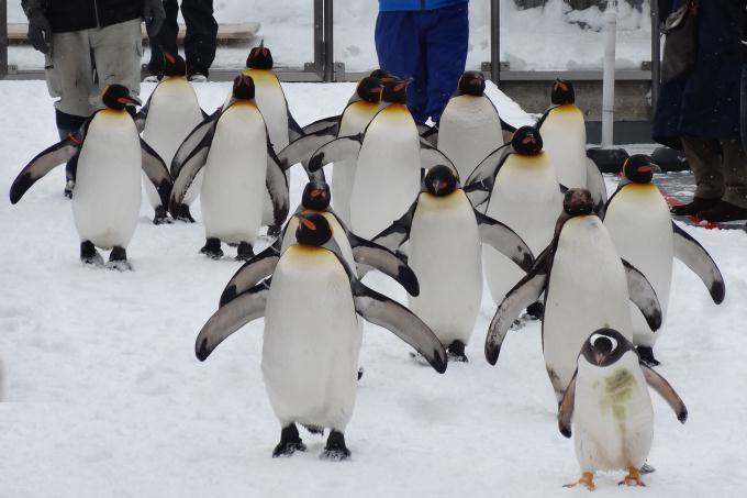 旭山動物園 ペンギン 散歩