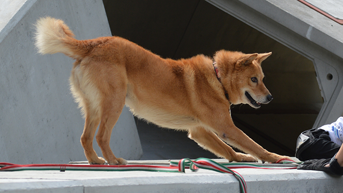 保健所から救われて災害救助犬となり大活躍する犬 夢之丞のストーリー ニッポン放送 News Online