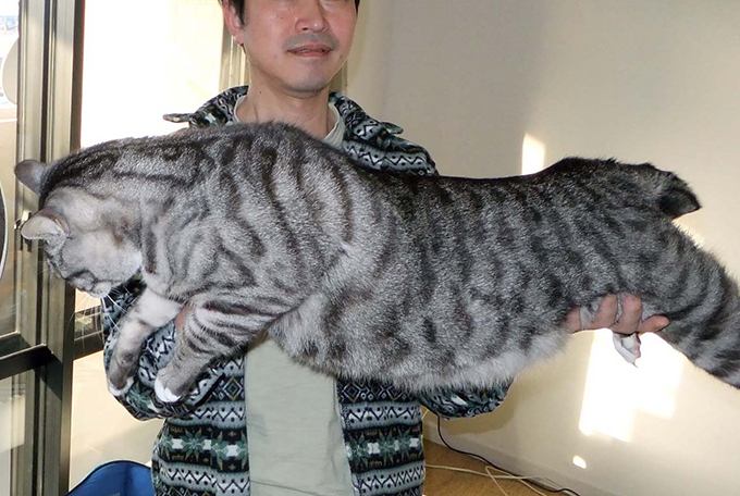 猫 ねこ サバトラ 巨大